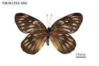 藏品(豔粉蝶)的圖片